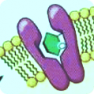 Sodium Glucose Cotransporter 2 Focused Library