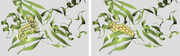 SARS-CoV-2 Endoribonuclease (NSP15) Targeted Library
